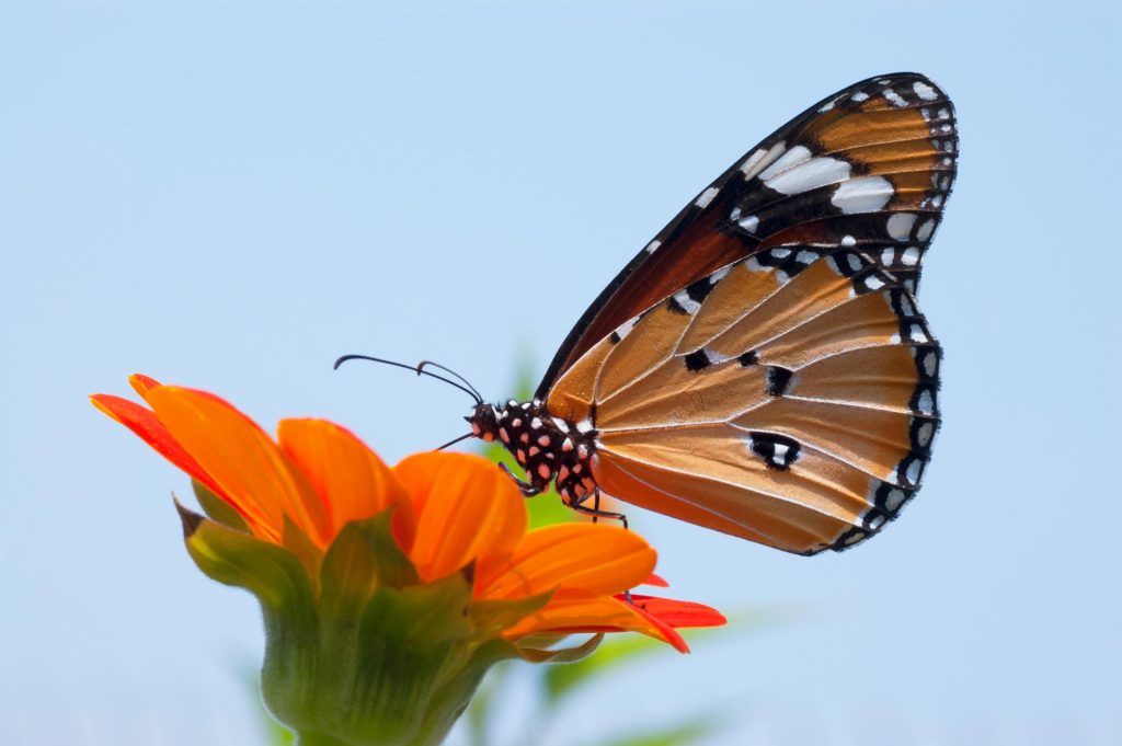 pexels photo 1046287 1046287 Detailed macro shot of a monarch butterfly perched on a vibrant orange flower.